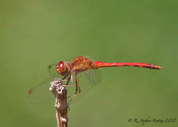 Sympetrum vicinum, male